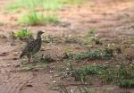 Crested Francolin