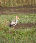 Yellow Billed Stork