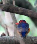 Malachite Kingfisher