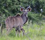 Kudu 