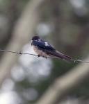 Barn Swallow