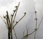 African-green Pigeon