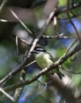 Yellow-rumped Tinkerbird