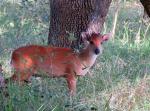 Red Forest Duiker