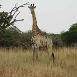 Southern African Giraffe