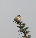 Zitting Cisticola