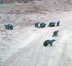 Banded Mongoose 