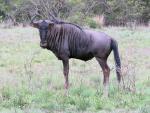  Blue Wildebeest 