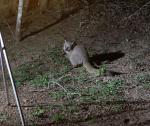 Brown Greater Galago 