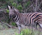 Burchell's Zebra 
