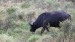 Cape Buffalo 