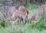  Common Waterbuck 