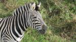 Plains Zebra 