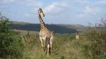 Southern African Giraffe
