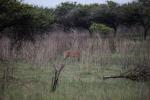 Southern Bushbuck 