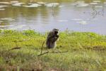 Southern Vervet Monkey 