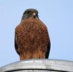 Rock Kestrel