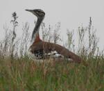 Denhams Bustard
