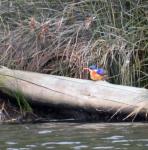 Malachite Kingfisher