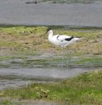 Pied Avocet