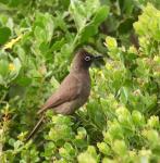 Cape Bulbul