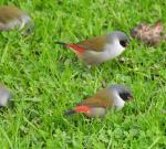 Swee Waxbill