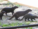 Banded Mongoose