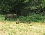 Common Warthog