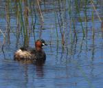 Little Grebe