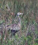 Black Bellied Bustard