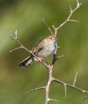 Rattling Cisticola
