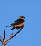 Rufous-Chested Swallow