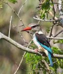 Brown-Hooded Kingfisher