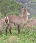 Waterbuck