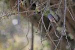 Dusky flycatcher