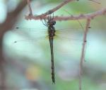 African Emerald