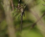 Brown Duskhawker