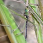 Eastern Duskhawker