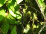 Evening Hawker
