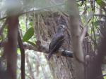 Cinnamon Dove