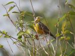 Yellow-throated Longclaw