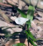 African Wood White