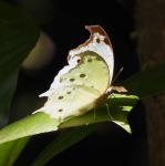 Common Mother-of-Pearl