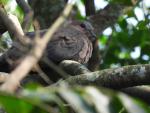 Laughing Dove