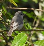 Ashy Flycatcher