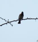 Common Bulbul