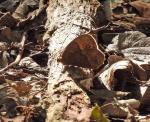 Squinting Bush Brown