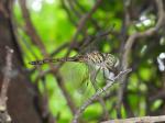 Banded Duskdarter