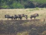 Blue Wildebeest