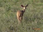 Cape Bushbuck
